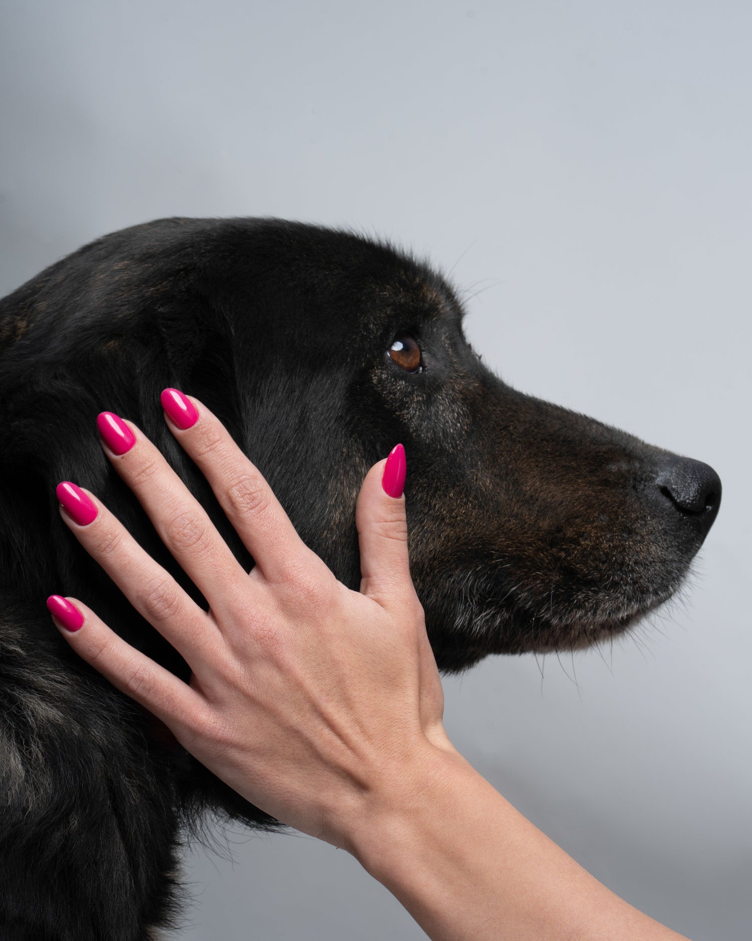 4 kwietnia – Światowy Dzień Bezdomnych Zwierząt. Dlaczego temat adopcji wciąż jest tak ważny?